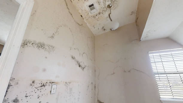 Best Residential Mold Inspection & Testing  in Willmar, MN