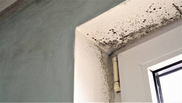 Best Mold Prevention Services  in Willmar, MN