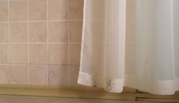Best Emergency Mold Remediation  in Willmar, MN