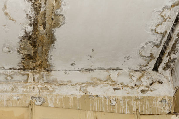 Best Mold Odor Removal Services  in Willmar, MN