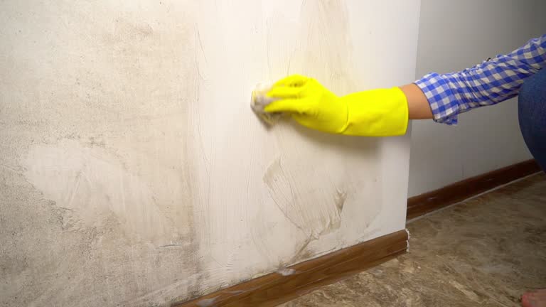 Best Water Damage & Mold Remediation  in Willmar, MN