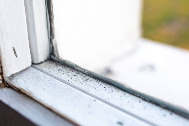 Trusted Willmar, MN Mold Removal Experts