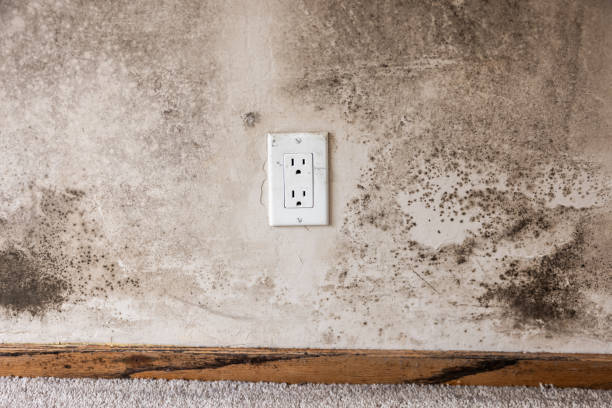 Best HVAC Mold Inspection and Cleaning  in Willmar, MN