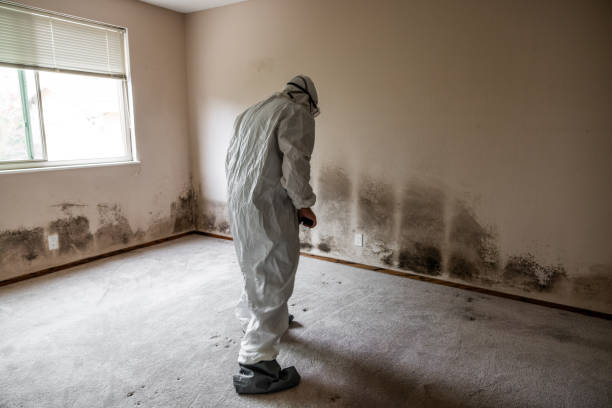 Best Forensic Mold Investigation  in Willmar, MN