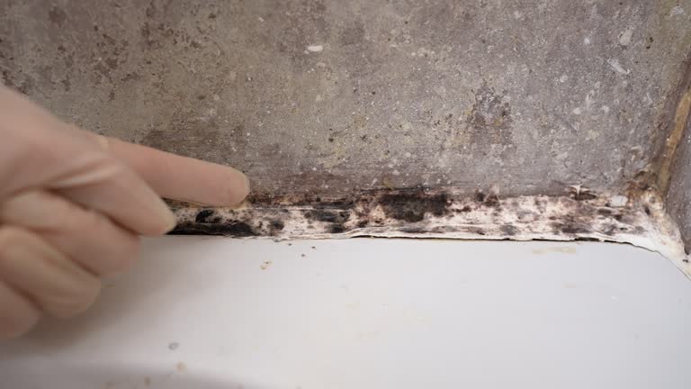 Best Basement Mold Removal  in Willmar, MN
